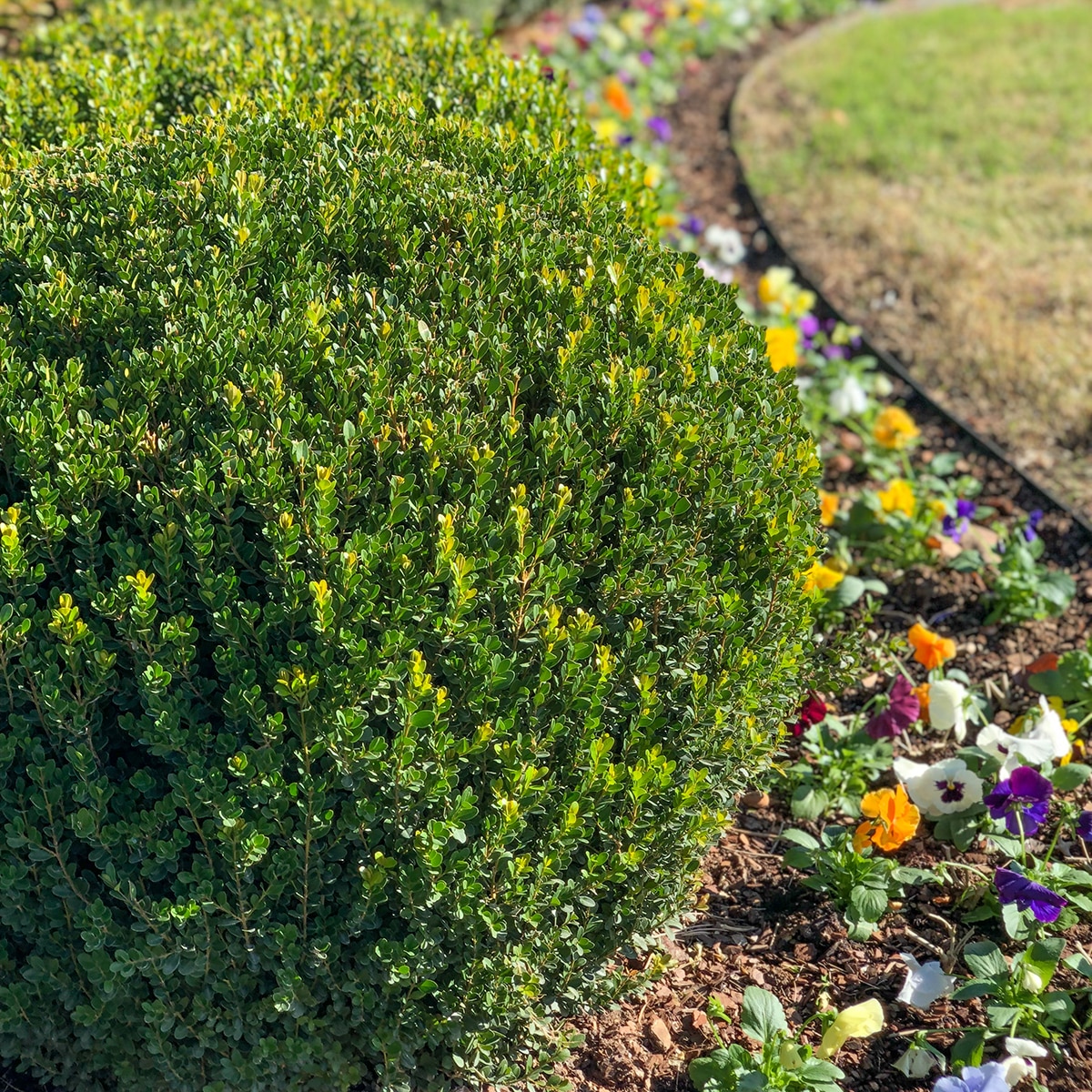 Buxus Microphylla Japonica Baby Gem Boxwood Siteone