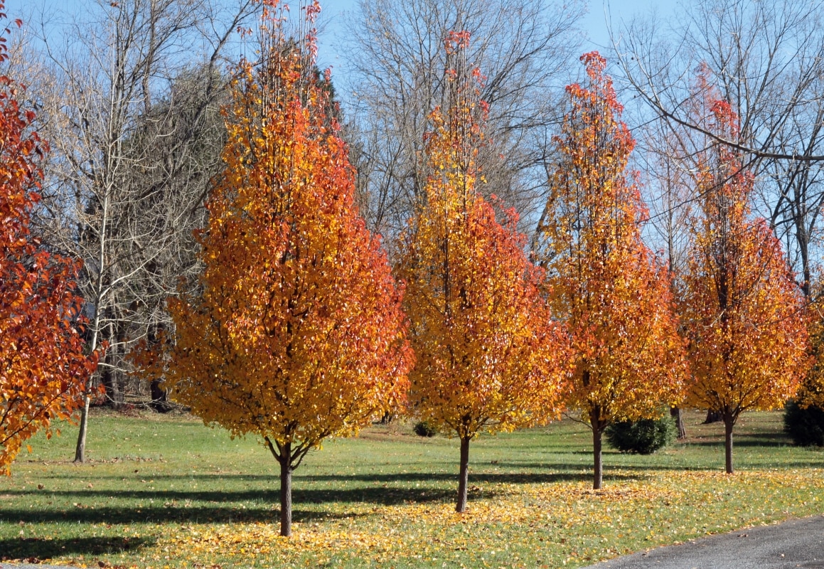 Pyrus Calleryana Chanticleer Flowering Pear Siteone