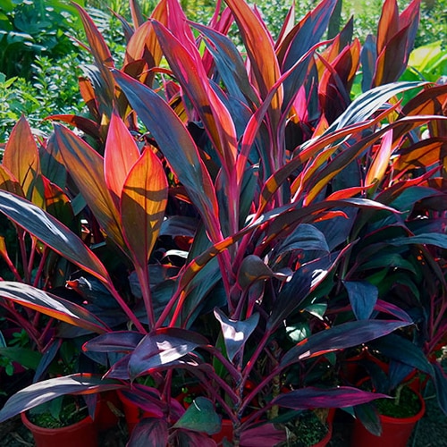 Cordyline Terminalis Ruby Dracaena SiteOne