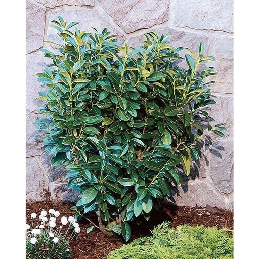 Prunus Laurocerasus Nana Dwarf Cherry Laurel | SiteOne