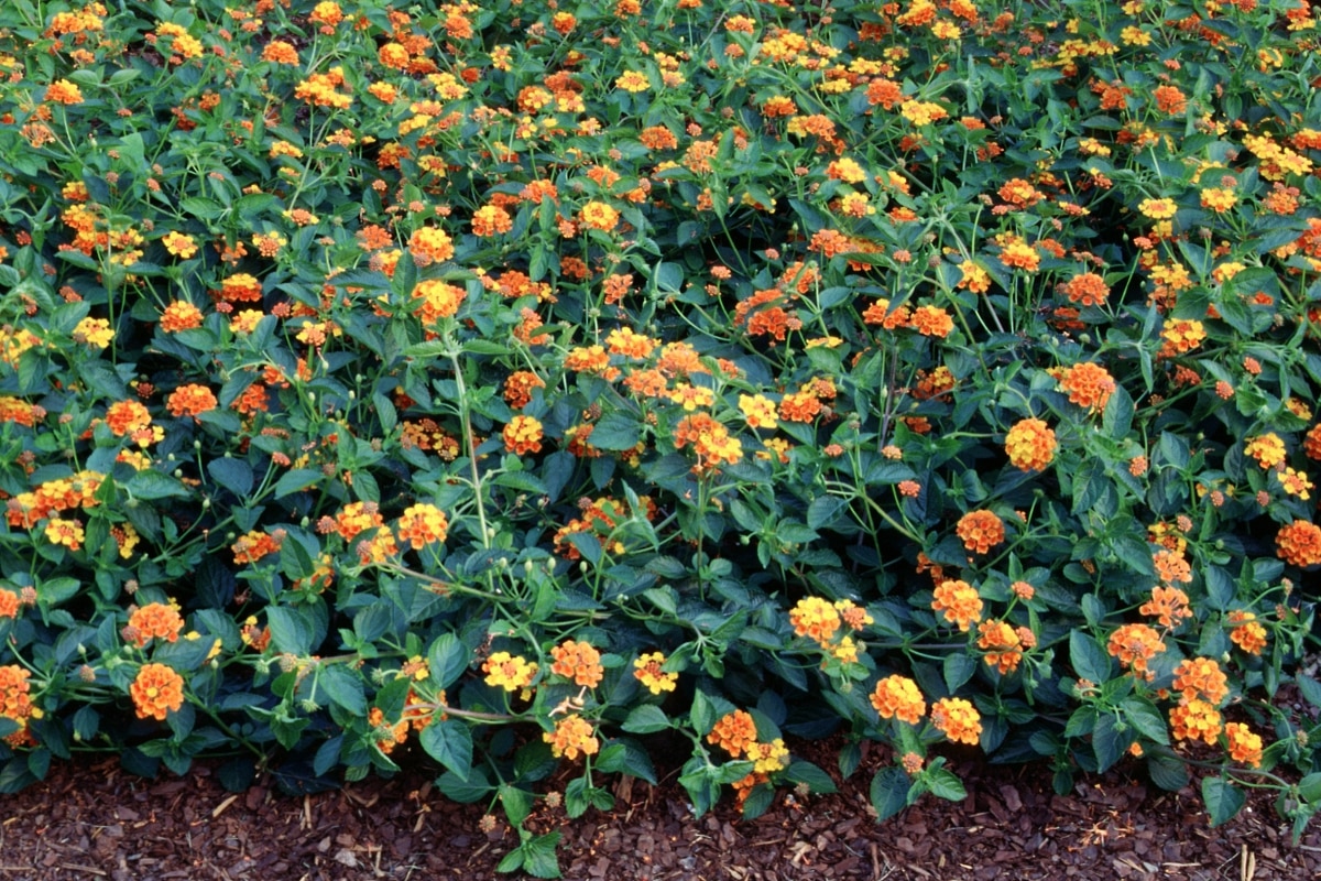 Lantana Camara Spreading Sunset Lantana | SiteOne