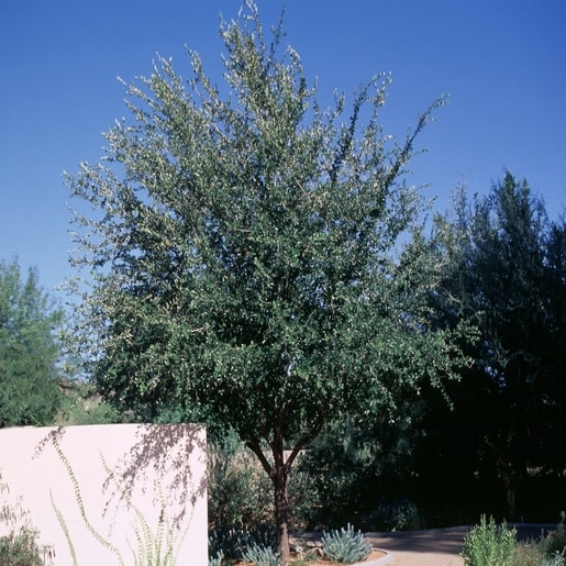 Quercus Virginiana Heritage - Southern Live Oak 2.5 in. | Trees | SiteOne