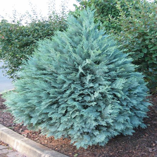 Chamaecyparis Lawsoniana Oregon Blue Lawson Falsecypres | SiteOne