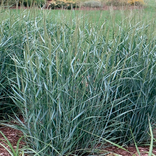 Panicum Virgatum Prairie Sky - Switch Grass #3 | SiteOne