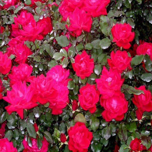 Rosa Radtko (Double Knock Out) - Rose #3 | Flowers, Plants & Shrubs ...