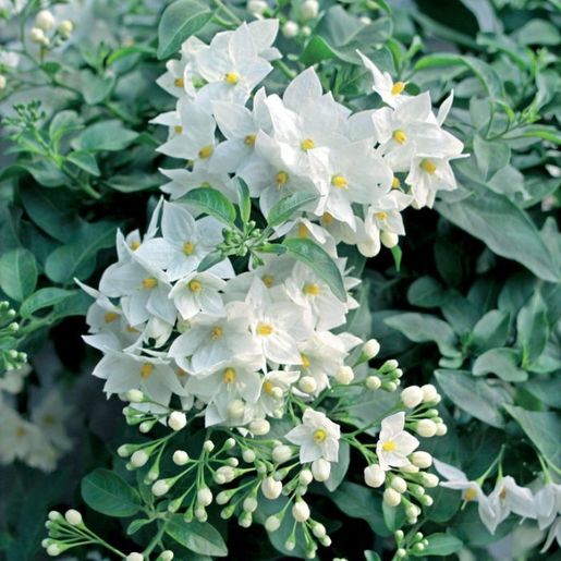 Solanum Jasminoides - Potato Vine #5 | Flowers, Plants & Shrubs | SiteOne