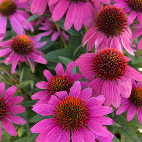 Echinacea Purpurea PowWow Wild Berry Coneflower | SiteOne