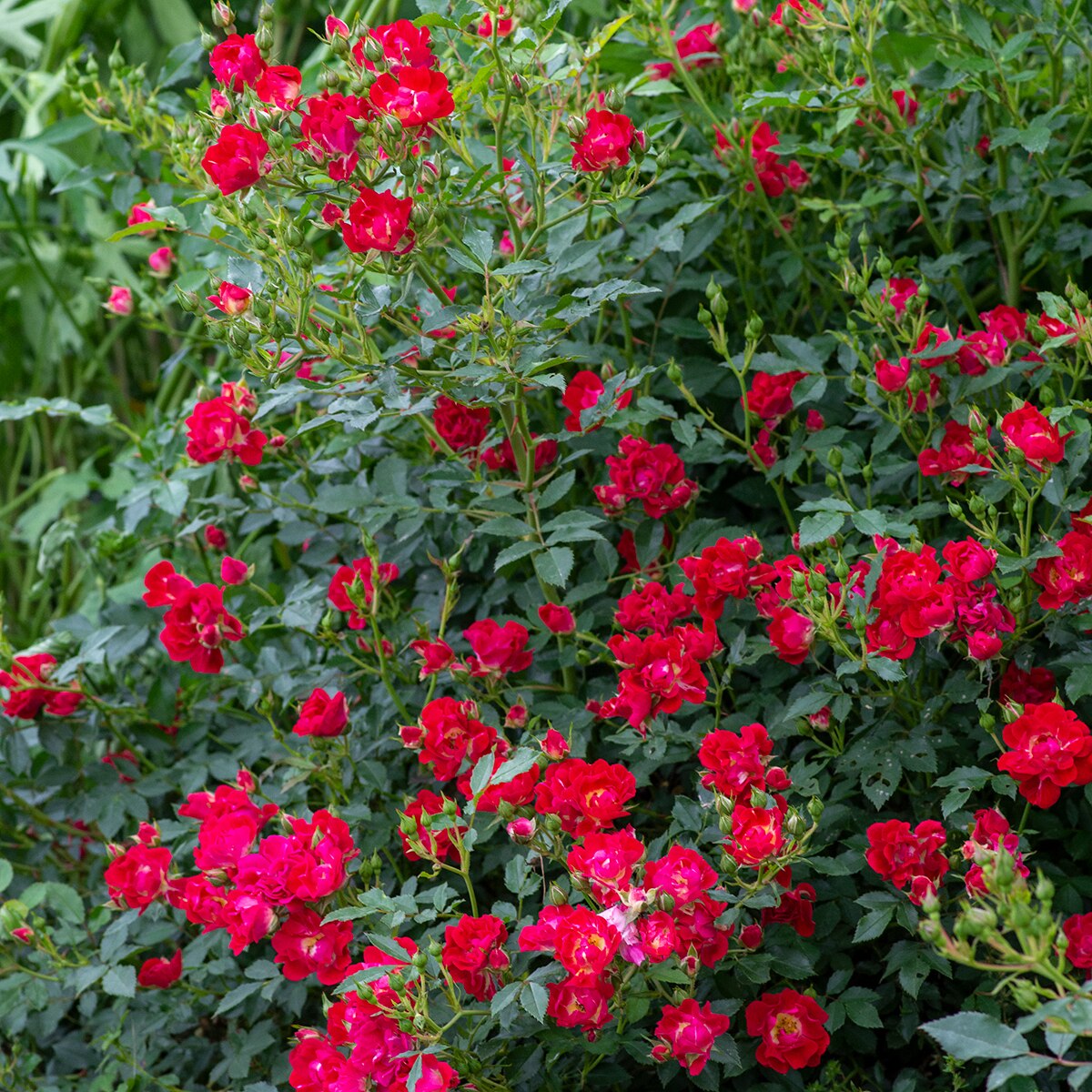 Rosa X Meigalpio Red Drift Rose | SiteOne