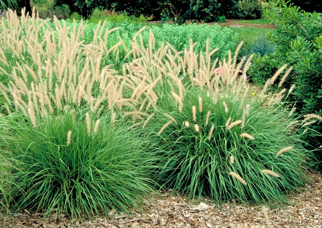 Pennisetum Orientale - Oriental Fountain Grass #1 | Flowers, Plants ...