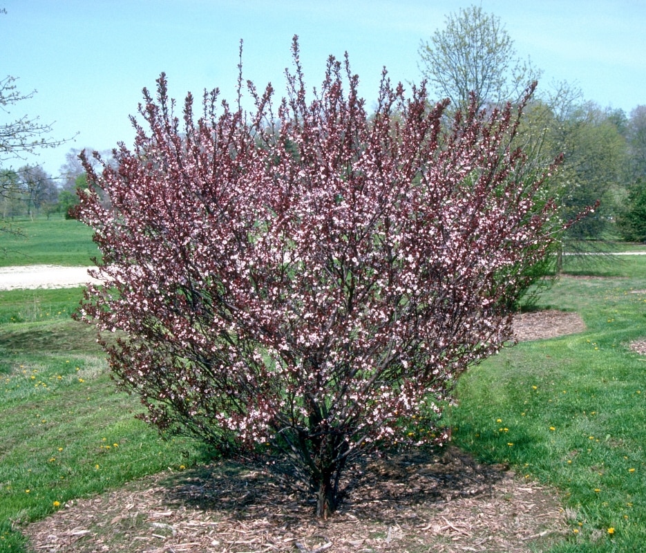 Prunus X Cistena Purple Leaf Sand Cherry | SiteOne