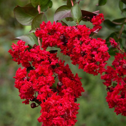 Lagerstroemia Indica Dynamite Crape Myrtle | SiteOne