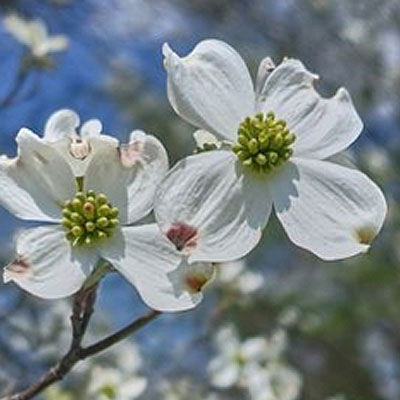 Dogwood