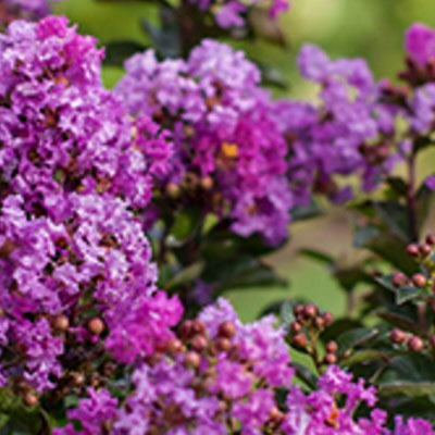 Crape Myrtle