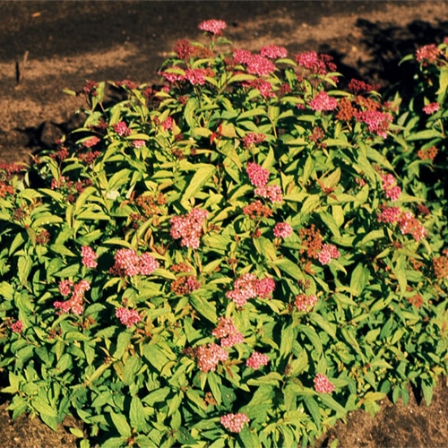 Spiraea X Bumalda Flaming Mound Japanese Spirea 5 Cont Siteone