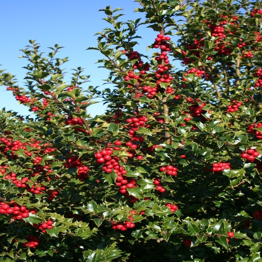 Ilex X Red Beauty 3 ft. | Trees | SiteOne