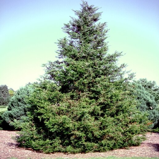 Juniperus Chinensis Fairview - Chinese Juniper 5 ft. | SiteOne