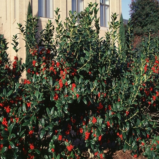 Ilex Cornuta Burfordii Chinese Holly | SiteOne