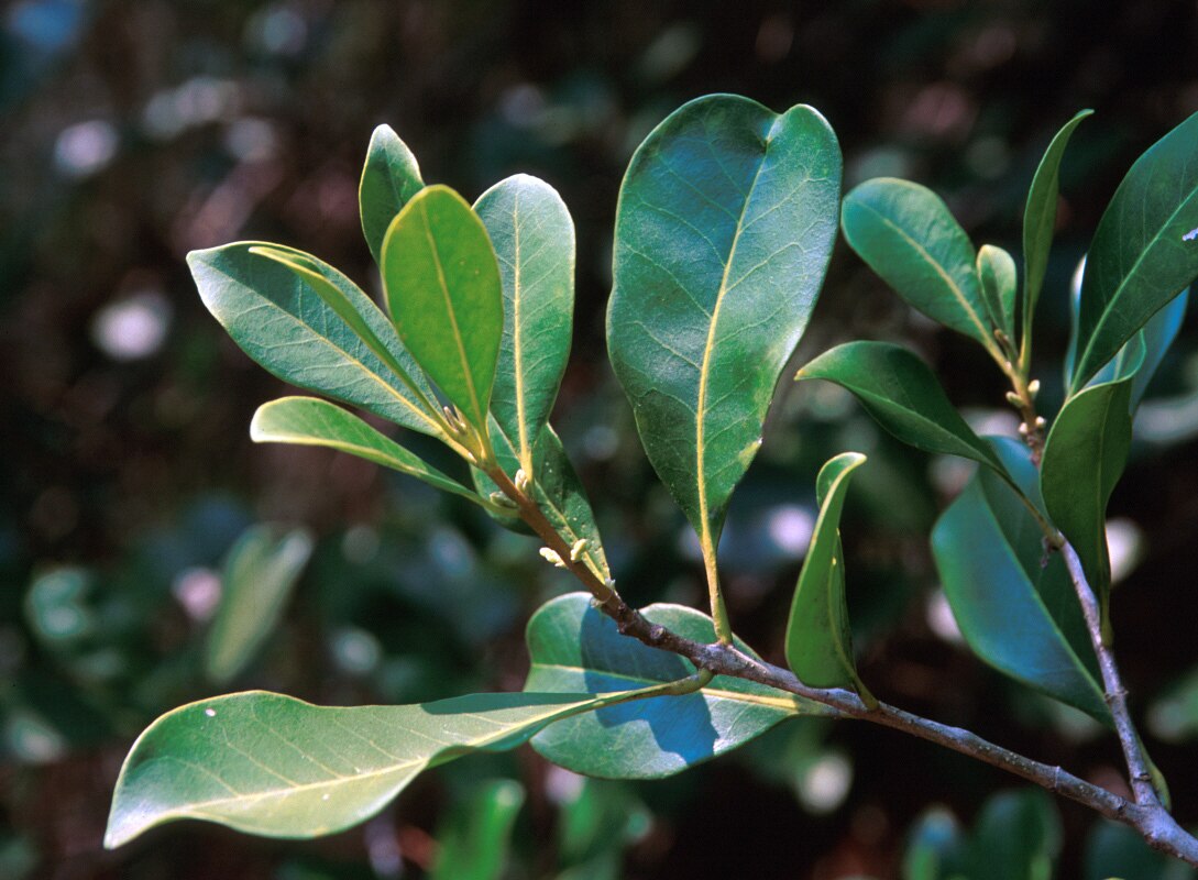 Osmanthus Americanus American Olive | SiteOne