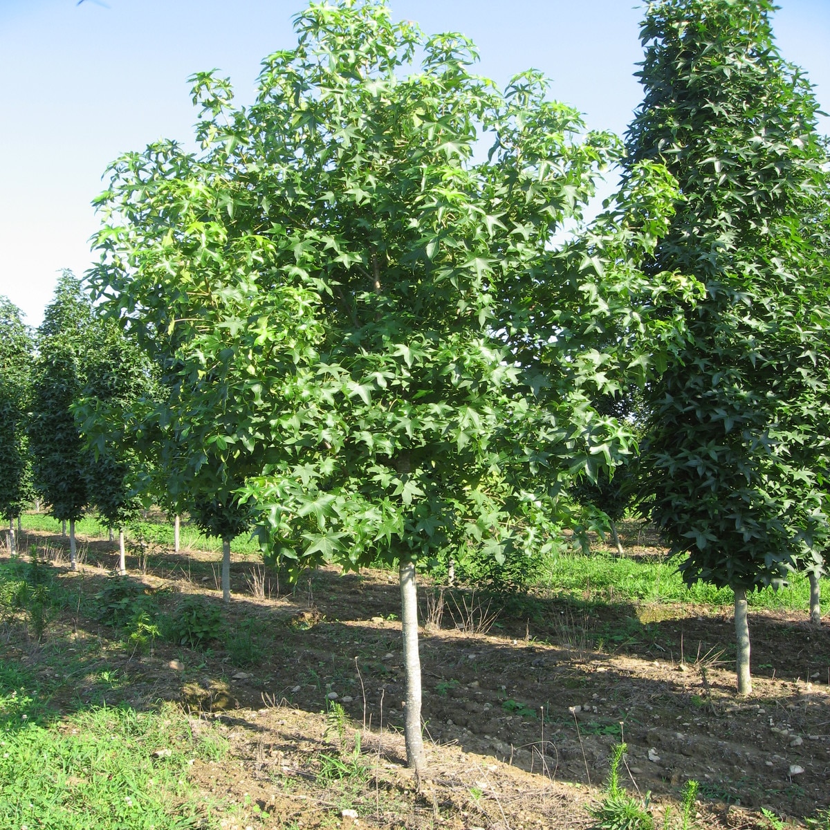 Liquidambar Styraciflua Hapdell Happidaze Sweetgum | SiteOne