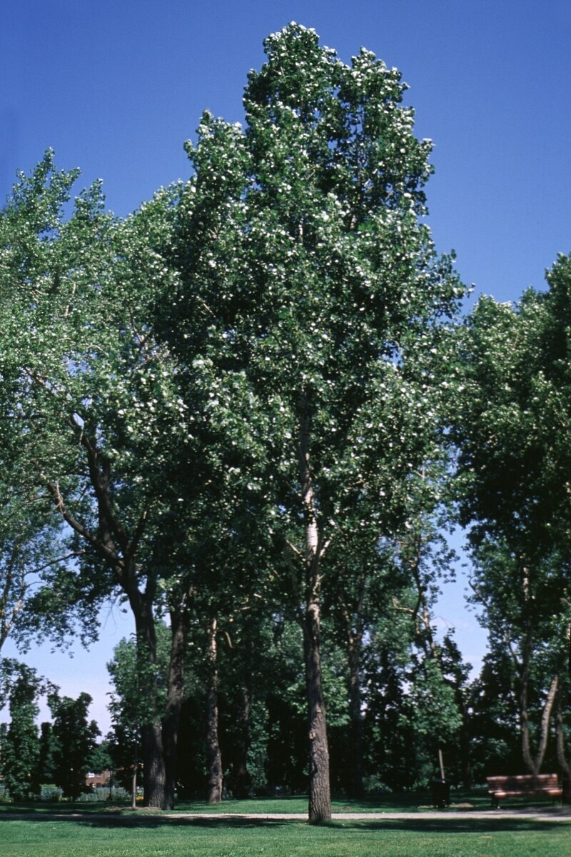 Populus X Siouxland Cottonwood | SiteOne