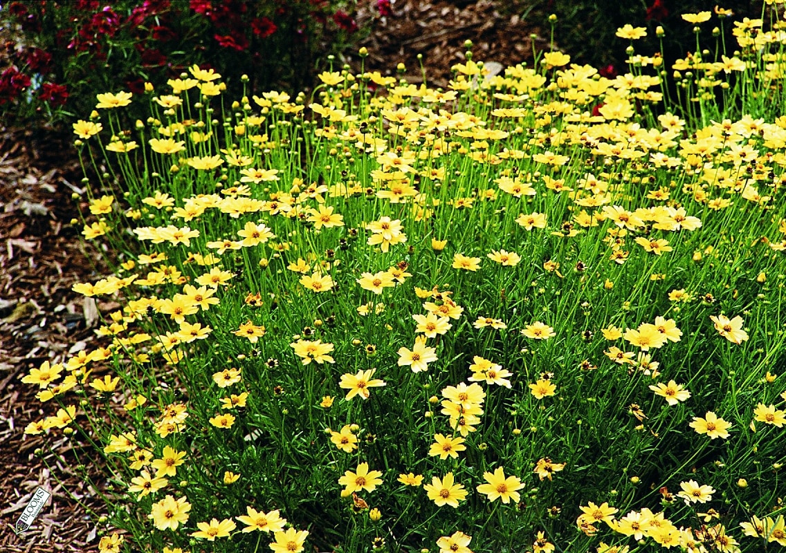 Coreopsis X Creme Brulee Tickseed | SiteOne