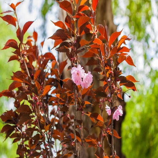 Prunus Serrulata Royal Burgundy Flowering Cherry | SiteOne