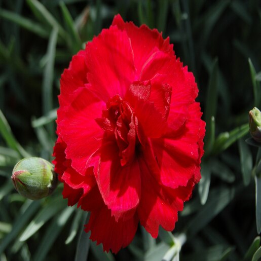 Dianthus X Early Bird Radiance Pinks | SiteOne