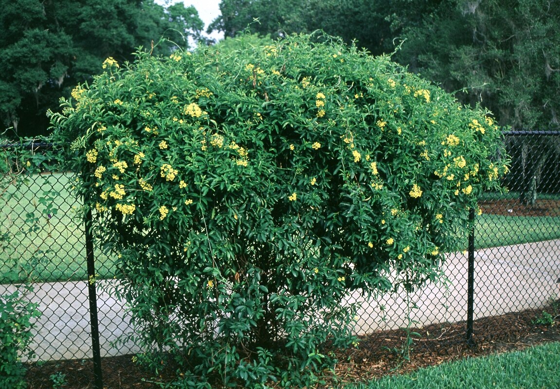 Mascagnia Macroptera Yellow Butterfly Vine | SiteOne