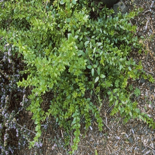 Galvezia Speciosa - Island Bush Snapdragon #1 