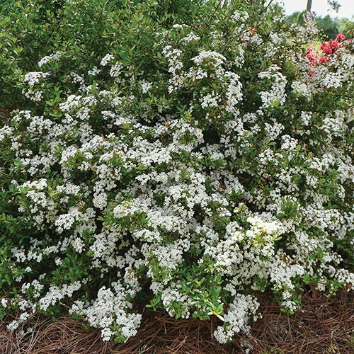 Viburnum Obovatum Mrs. Schillers Delight Small-Leaf Vib | SiteOne