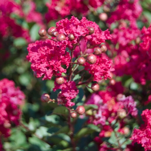 Lagerstroemia X Princess Kylie Garden Debut Crape Myrtl | SiteOne