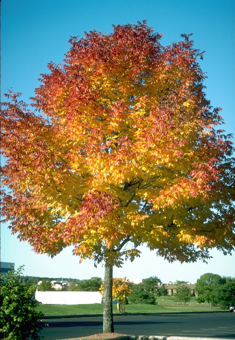 Fraxinus Americana Junginger Autumn Purple White Ash | SiteOne