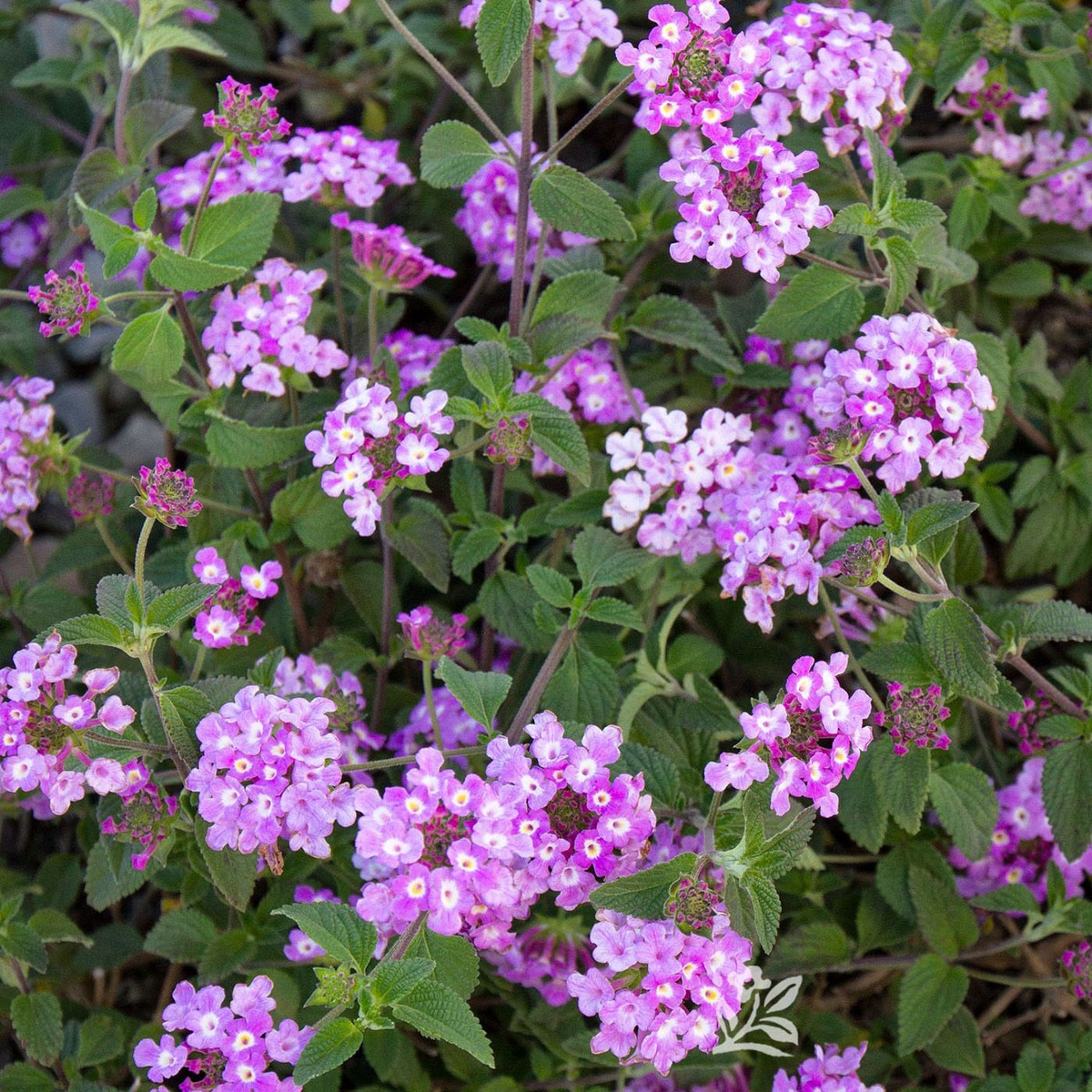 Lantana Montevidensis Trailing Lantana Siteone