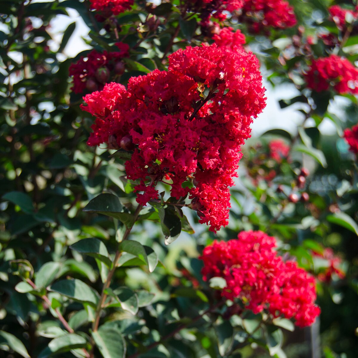 Lagerstroemia X Princess Holly Ann Garden Debut Crape M | SiteOne