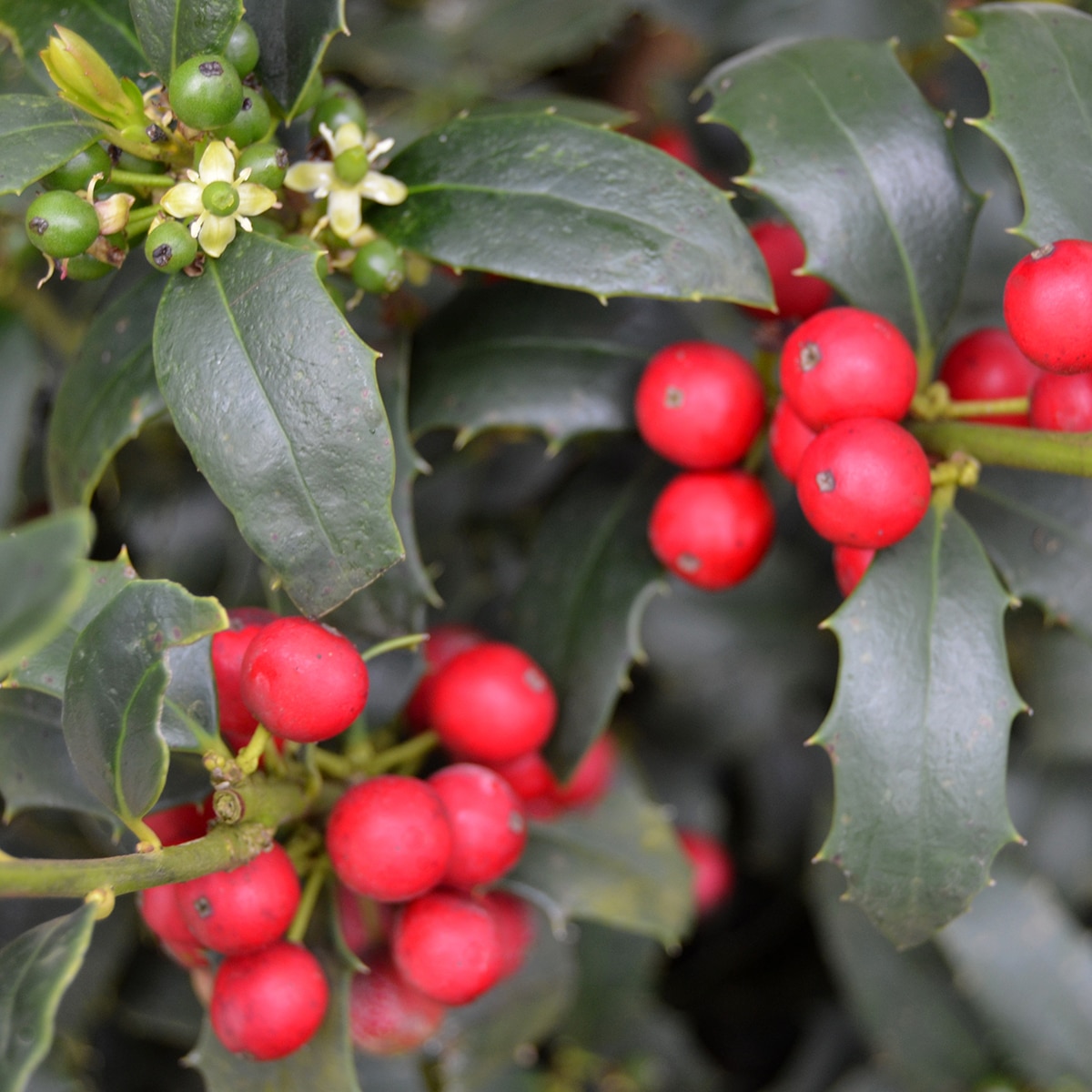 Ilex X Christmas Jewel Holly | SiteOne