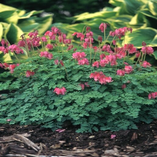 Dicentra King Of Hearts - Bleeding Heart #1 | SiteOne