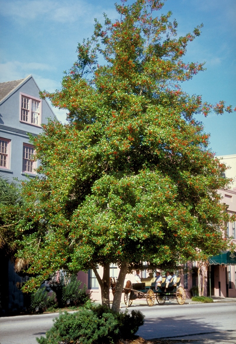 Ilex X Attenuata East Palatka - Topal Holly #15 | Trees | SiteOne