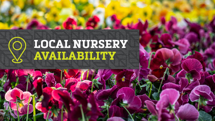 nursery availability