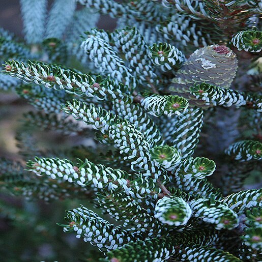 Abies Koreana Horstmanns Silberlocke Korean Fir | SiteOne