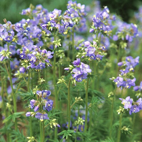 polemonium caeruleum jacobs ladder