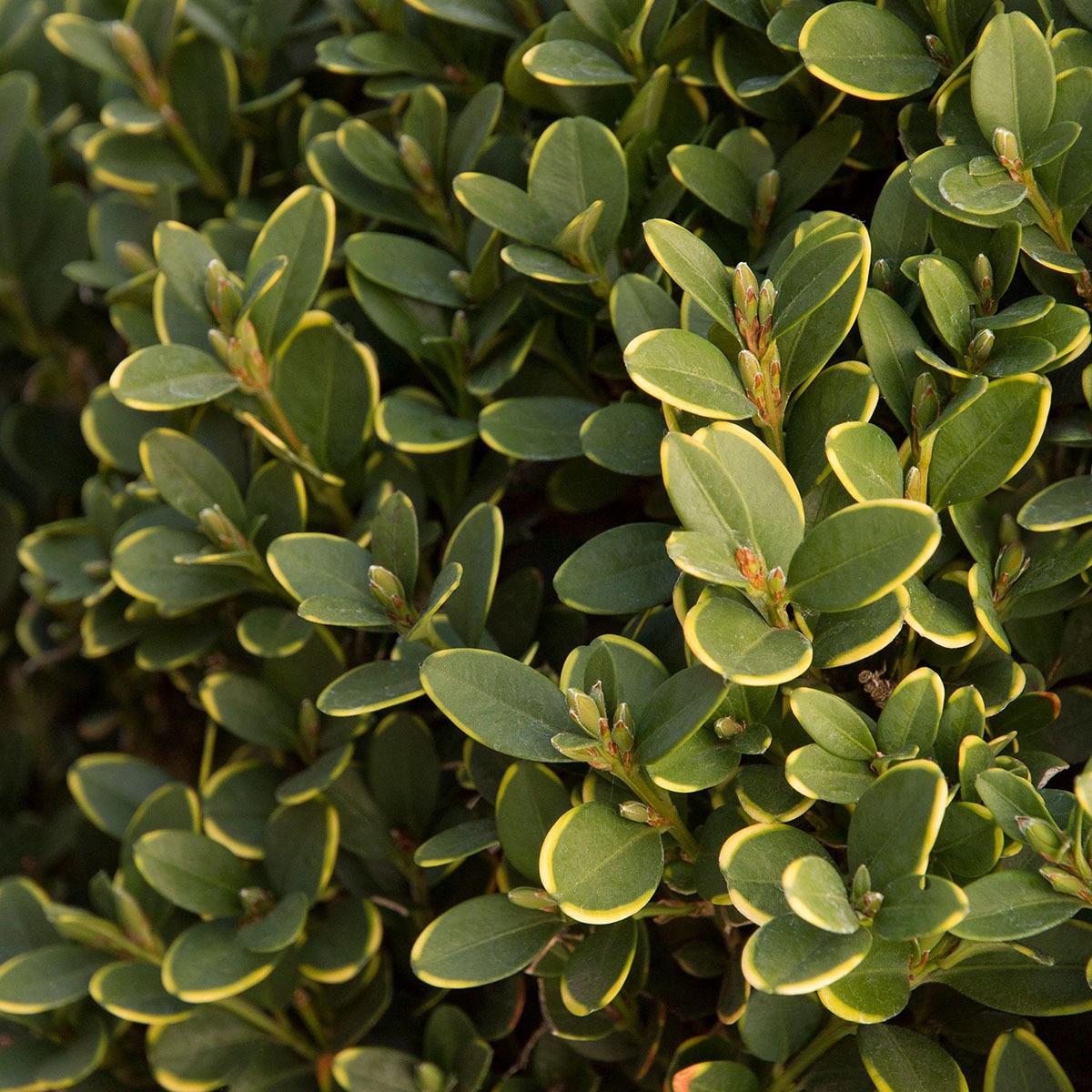 Green Mountain Boxwood Problems