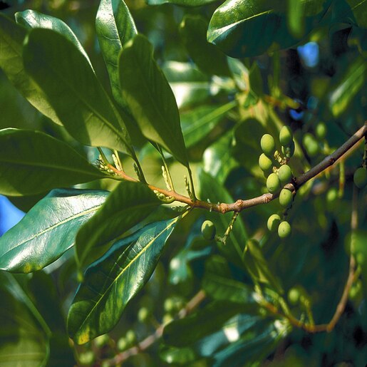 Osmanthus Americanus American Olive | SiteOne