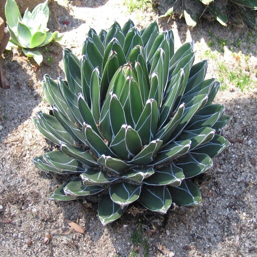 Agave Victoriae-Reginae Queen Victoria Agave | SiteOne