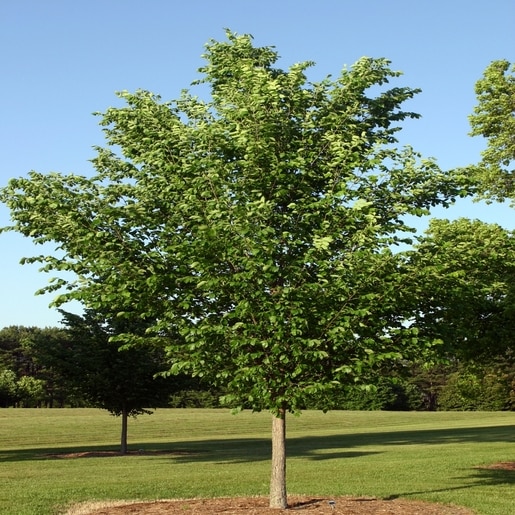 Ulmus Americana Princeton American Elm | SiteOne