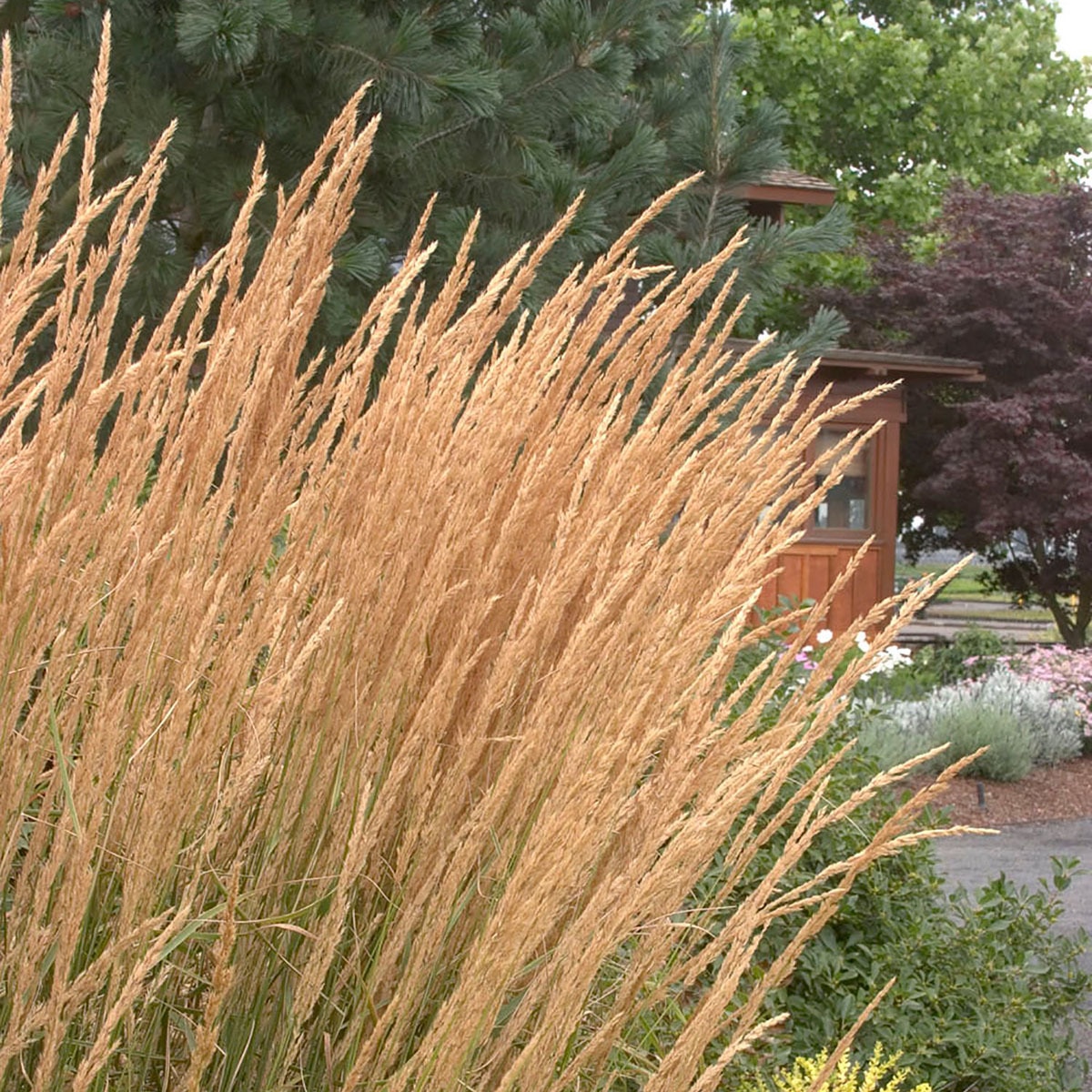 Calamagrostis X Acutiflora Karl Foerster Feather Reed G Siteone