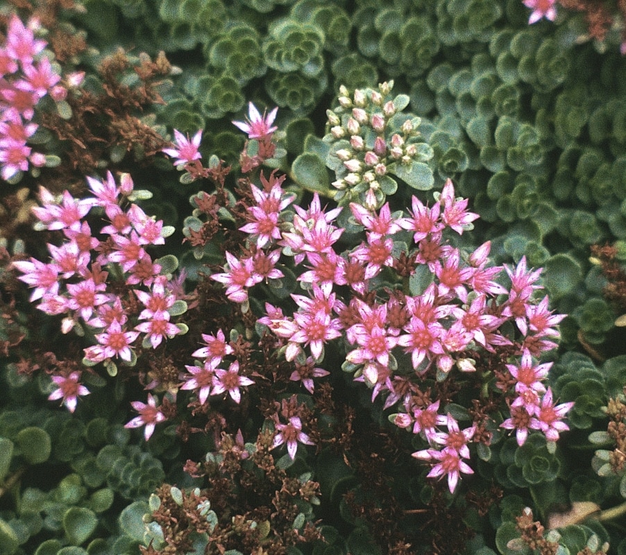 Sedum Spurium John Creech Caucasian Stonecrop #SP5 Cont | SiteOne