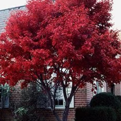 Japanese Maples