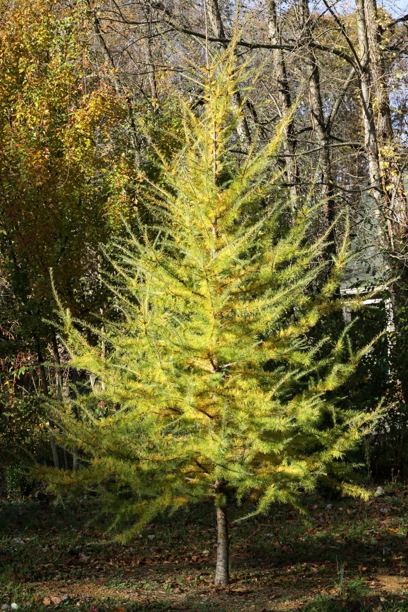 Larix Laricina Tamarack Flowers, Plants &amp; Shrubs SiteOne