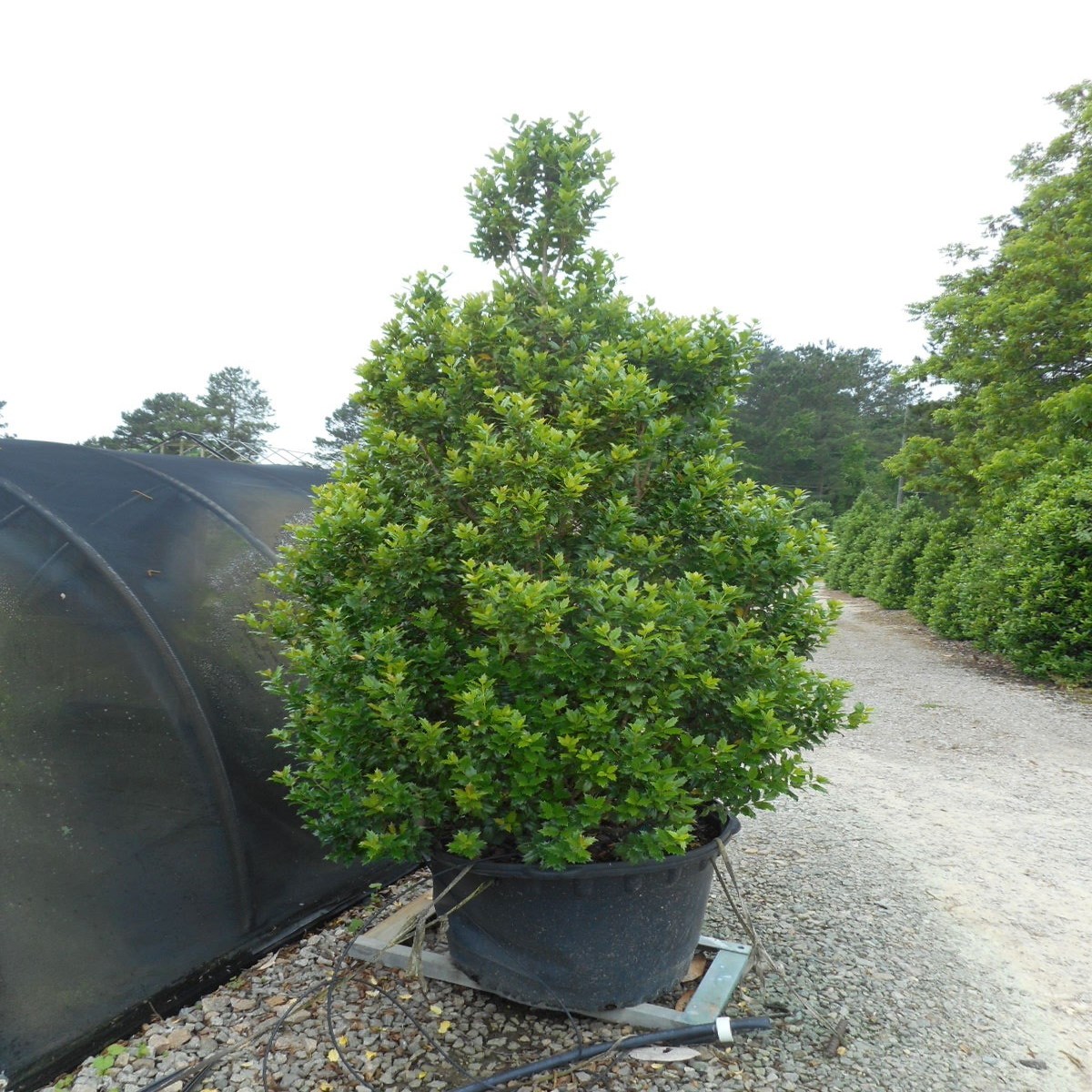 Ilex X Acadiana Red Holly | SiteOne