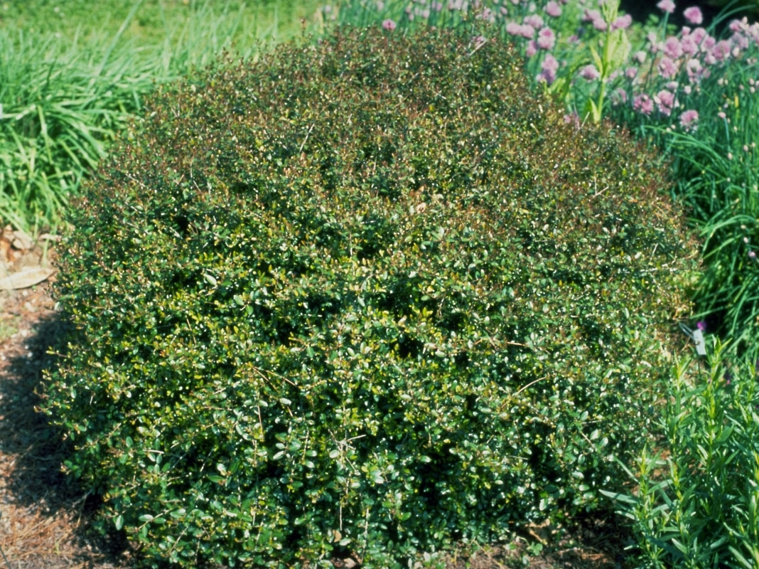 Ilex Vomitoria Nana Dwarf Yaupon Holly | SiteOne